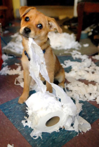 dog chewing toilet paper