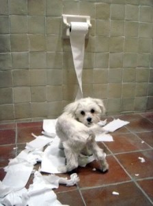 Dog ripping toilet paper