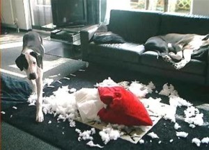 Dog ripped pillow