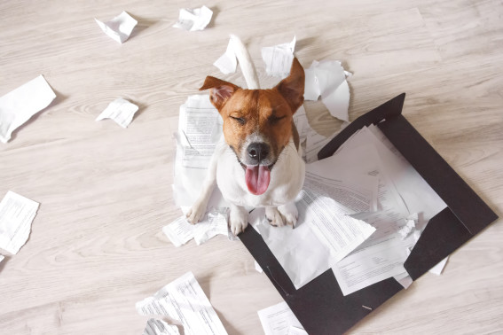 Reasons Your Dog Chews, Damages and Destroys Things 