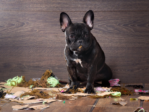 7 Tips for Common Dog Behavior Problems